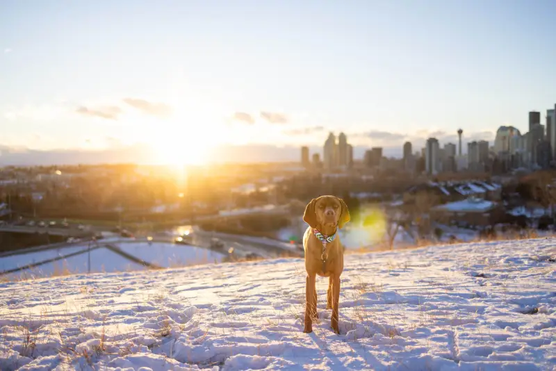 calgary winters